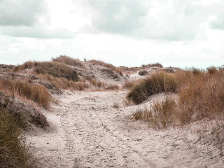 Dünen an der niederländischen Küste